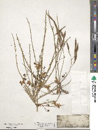 Parkinsonia aculeata image