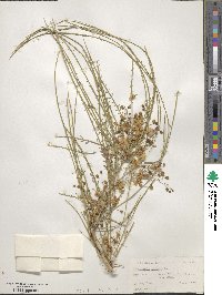 Parkinsonia aculeata image