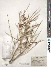 Parkinsonia microphylla image