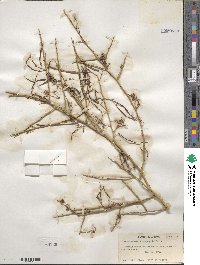 Parkinsonia microphylla image