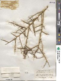 Parkinsonia microphylla image