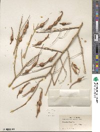 Parkinsonia microphylla image