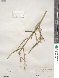 Parkinsonia microphylla image