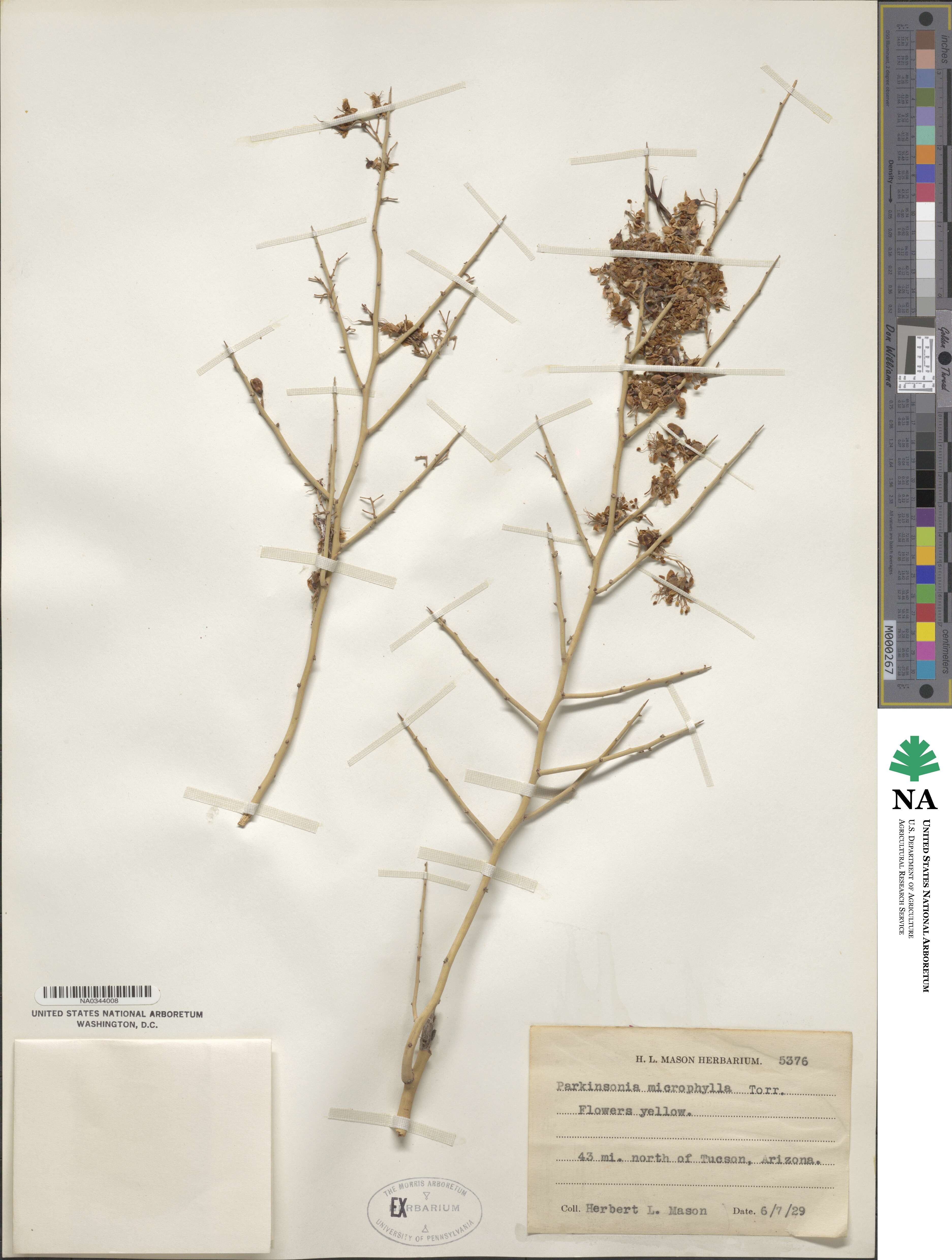 Parkinsonia image