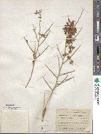 Parkinsonia microphylla image