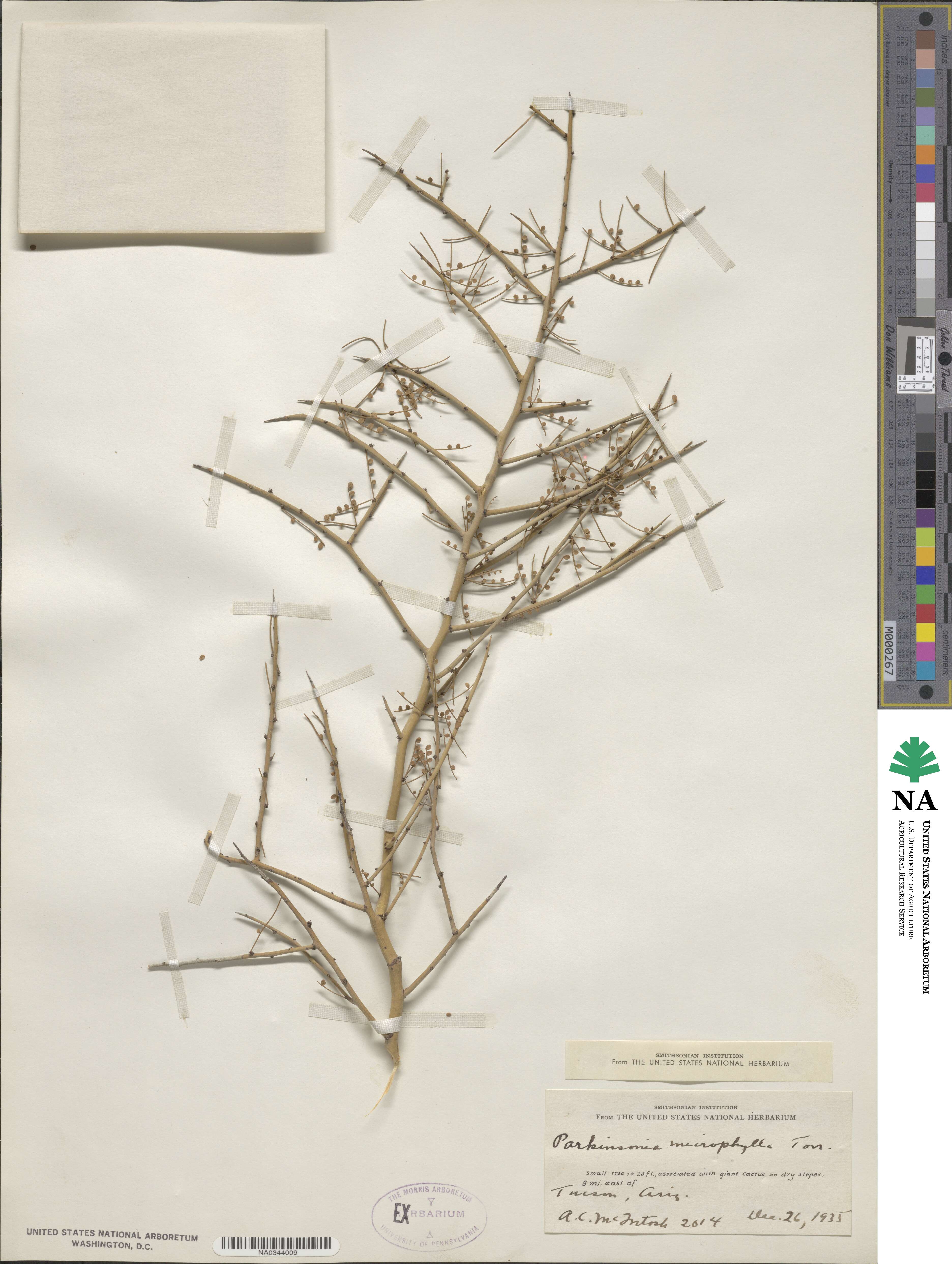 Parkinsonia microphylla image