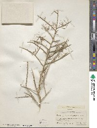 Parkinsonia microphylla image