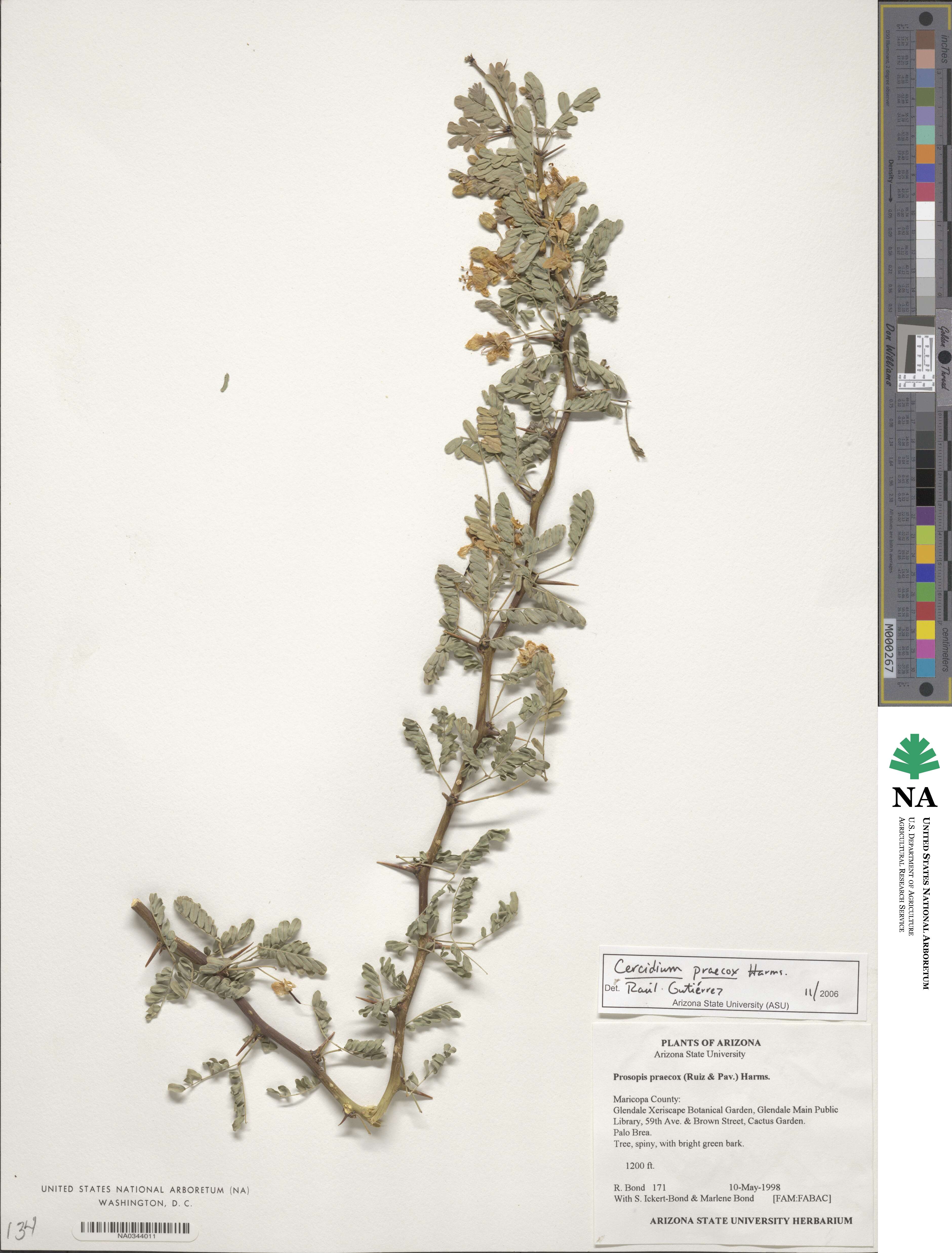Parkinsonia praecox image