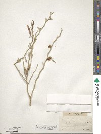 Parkinsonia texana image