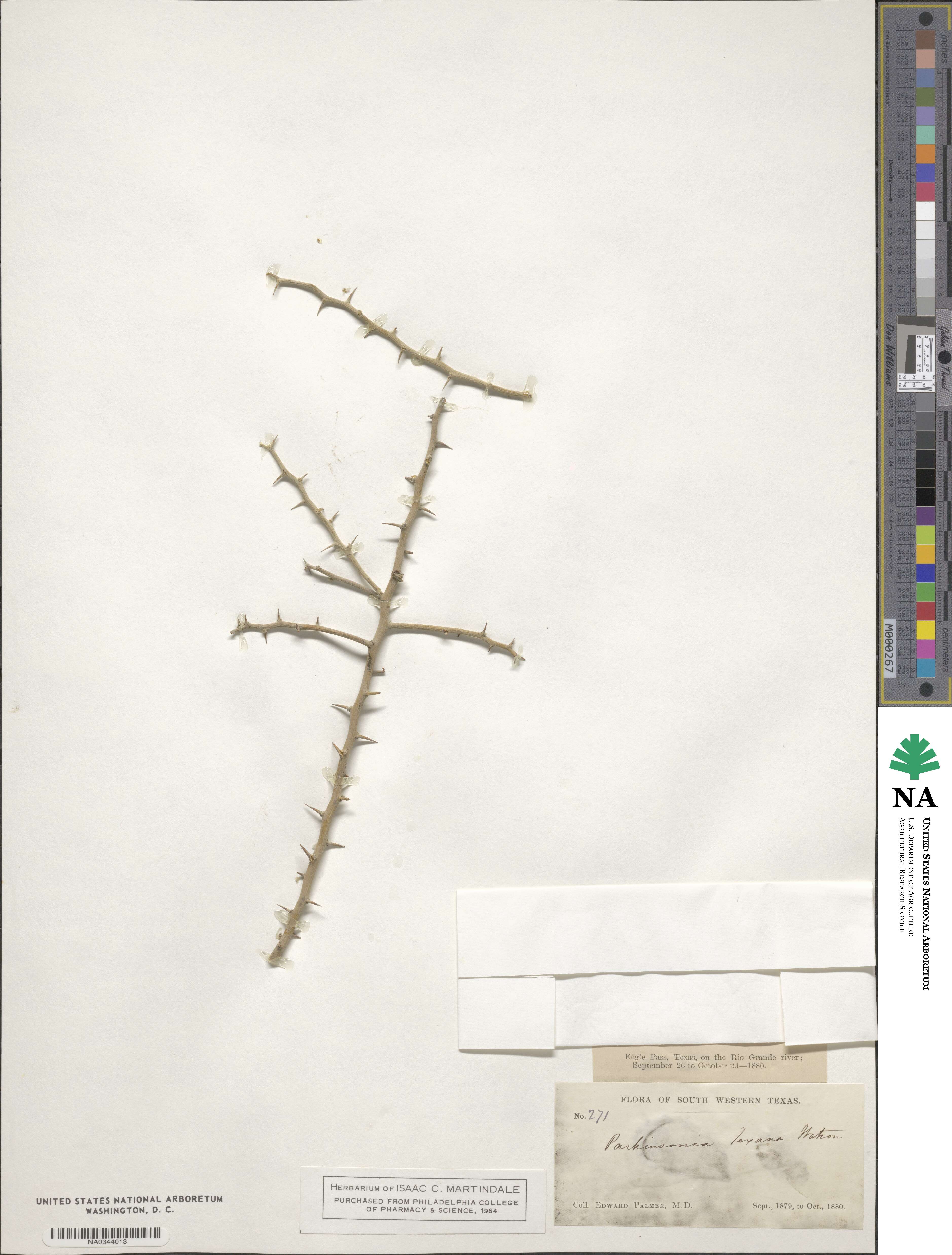 Parkinsonia texana image