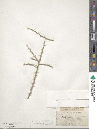 Parkinsonia texana image