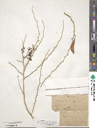 Parkinsonia florida subsp. florida image