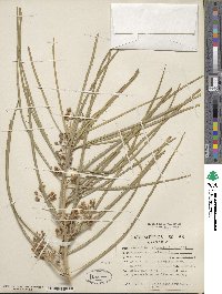 Parkinsonia aculeata image