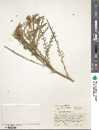 Parkinsonia aculeata image