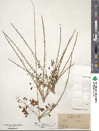 Parkinsonia aculeata image