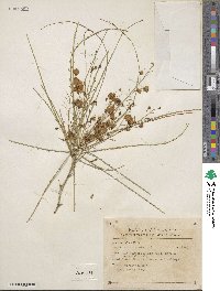 Parkinsonia aculeata image