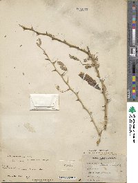 Parkinsonia microphylla image