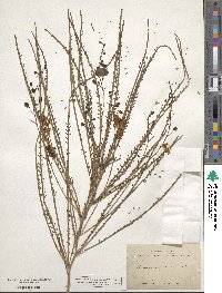 Parkinsonia aculeata image