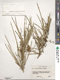 Parkinsonia aculeata image