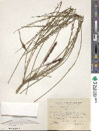 Parkinsonia aculeata image