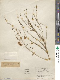 Parkinsonia aculeata image