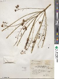 Parkinsonia aculeata image