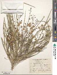 Parkinsonia aculeata image