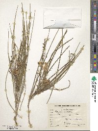 Parkinsonia aculeata image