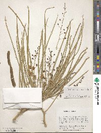 Parkinsonia aculeata image