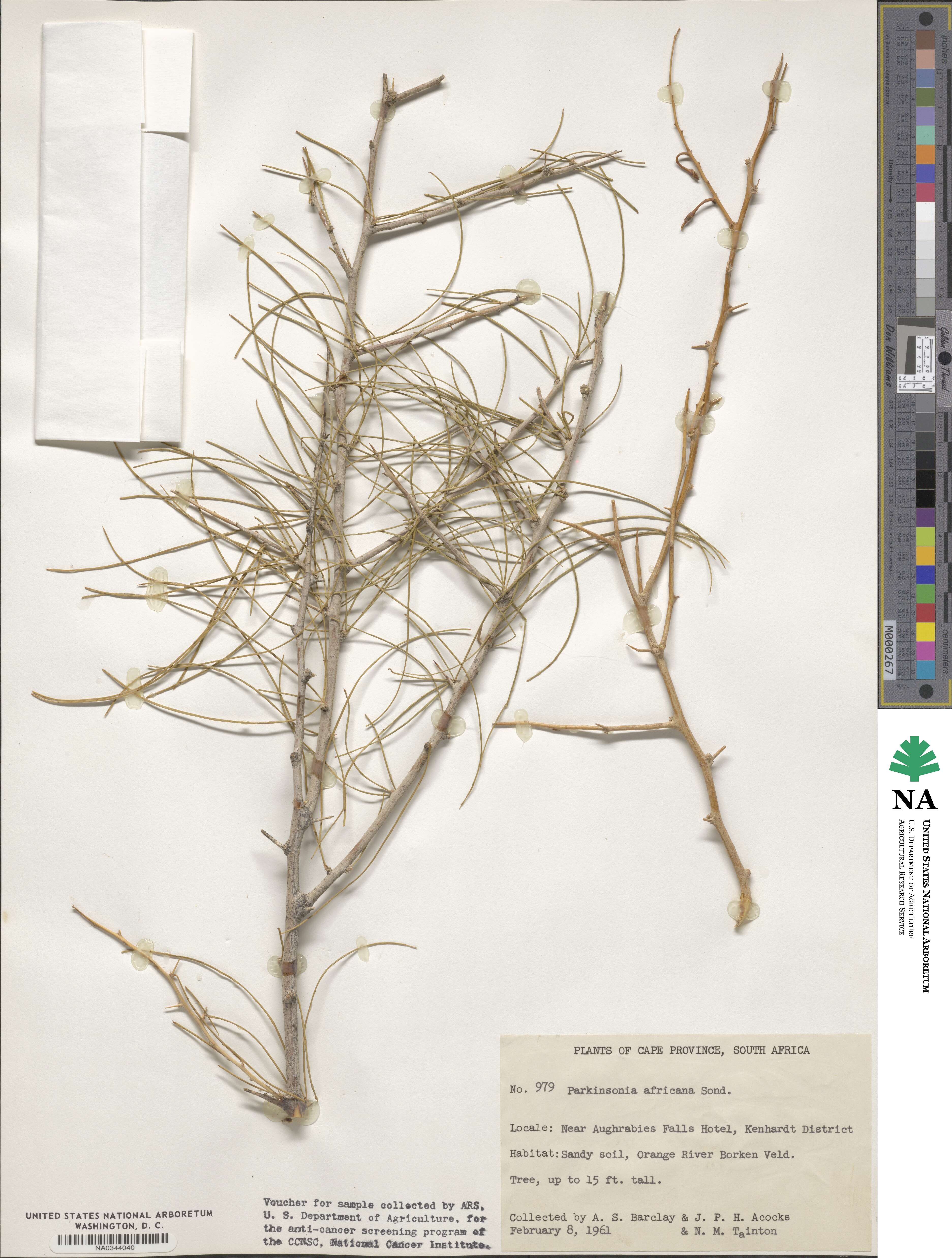 Parkinsonia africana image