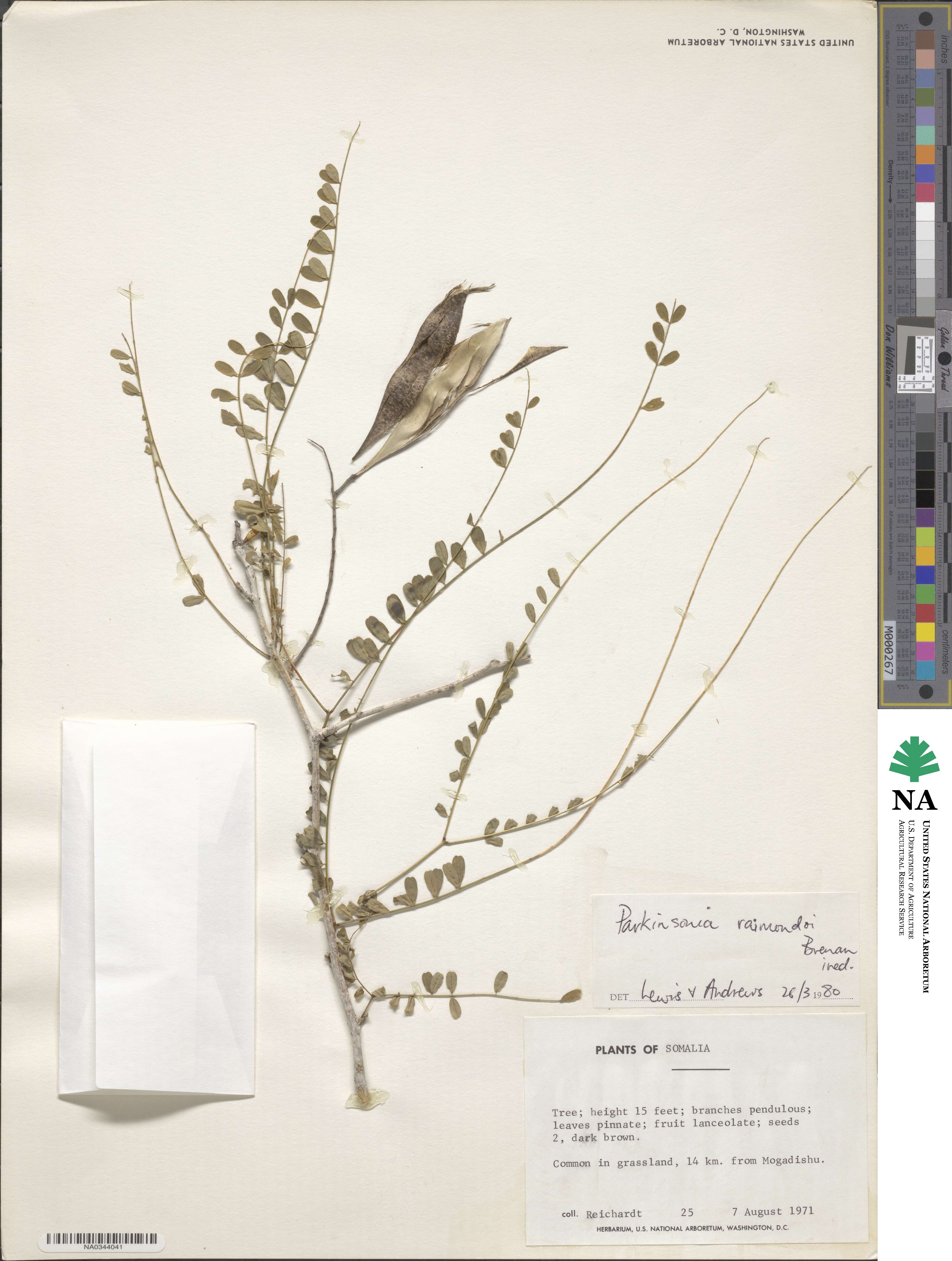 Parkinsonia raimondoi image