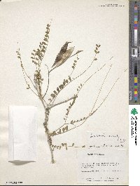 Image of Parkinsonia raimondoi