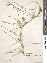 Parkinsonia aculeata image