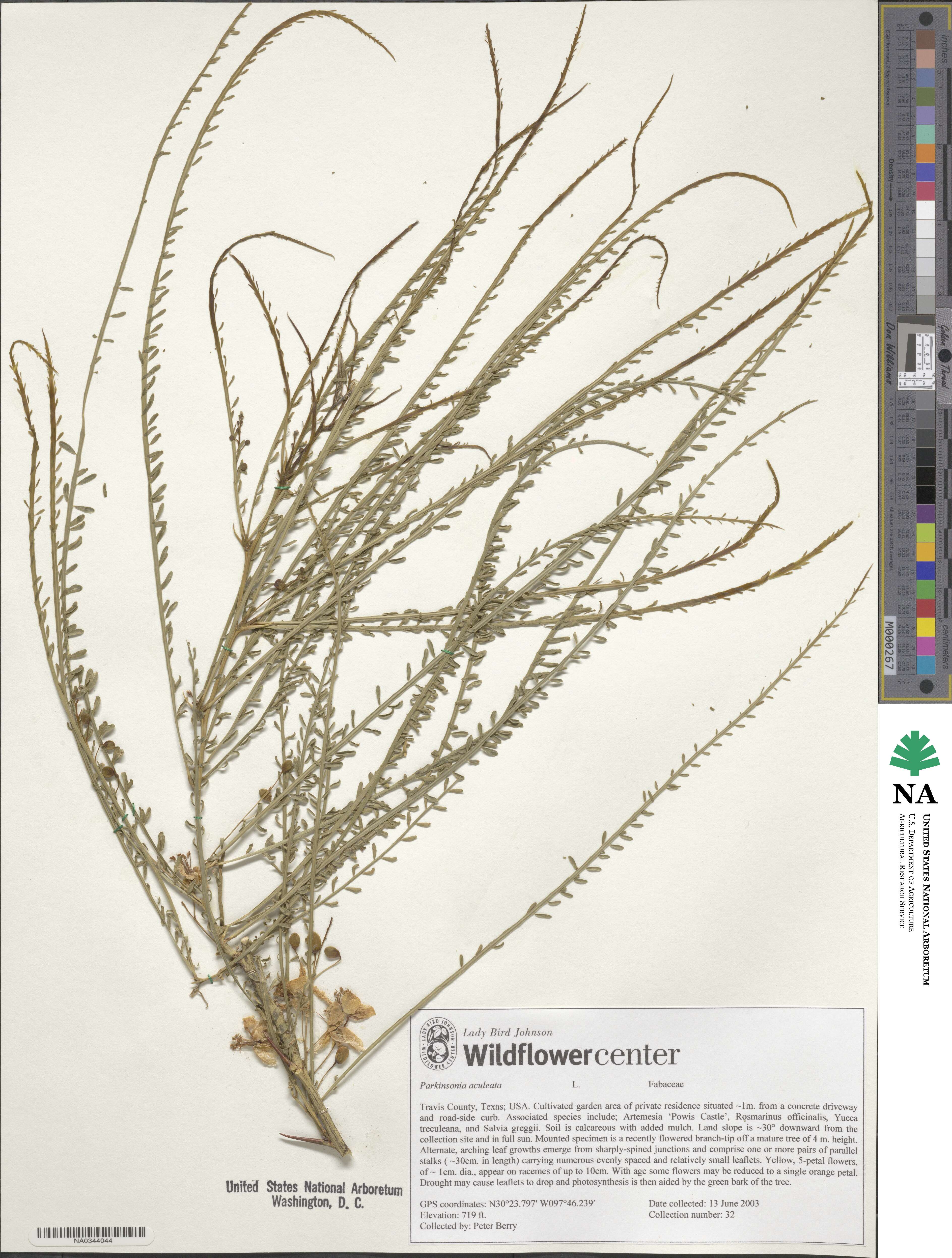 Parkinsonia aculeata image