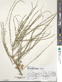 Parkinsonia aculeata image