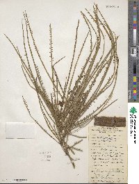 Parkinsonia aculeata image