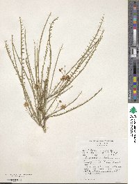 Parkinsonia aculeata image