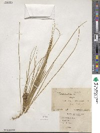 Parkinsonia aculeata image