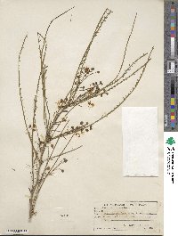 Parkinsonia aculeata image