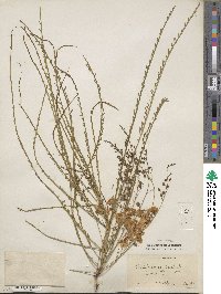 Parkinsonia aculeata image