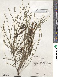 Parkinsonia aculeata image