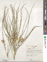 Parkinsonia aculeata image