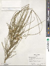 Parkinsonia aculeata image