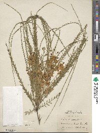 Parkinsonia aculeata image