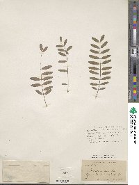 Parkinsonia aculeata image