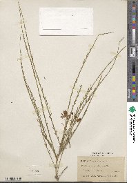 Parkinsonia aculeata image