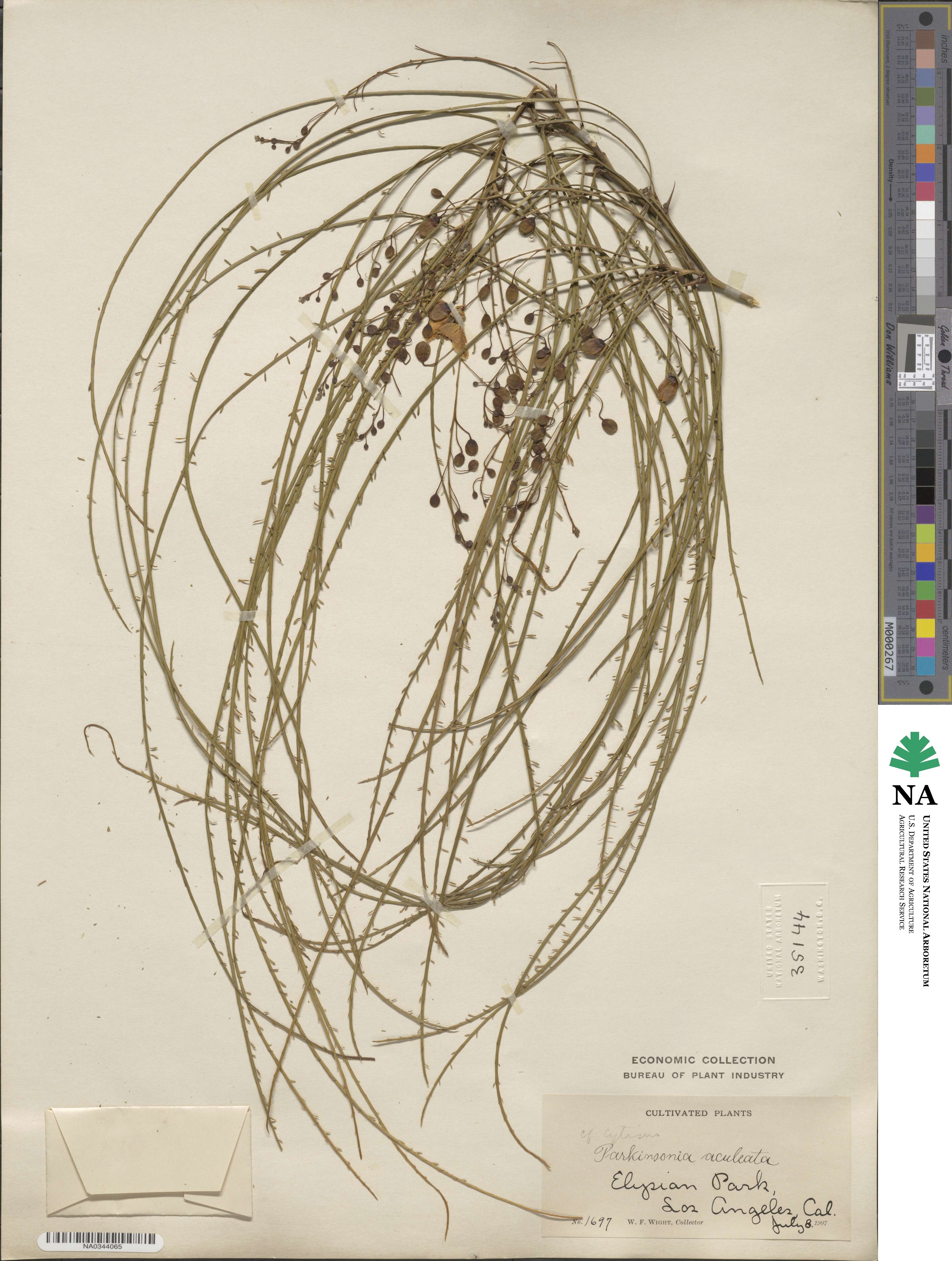 Parkinsonia aculeata image