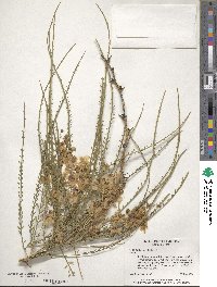 Parkinsonia aculeata image