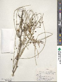 Parkinsonia aculeata image