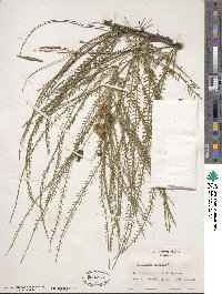 Parkinsonia aculeata image